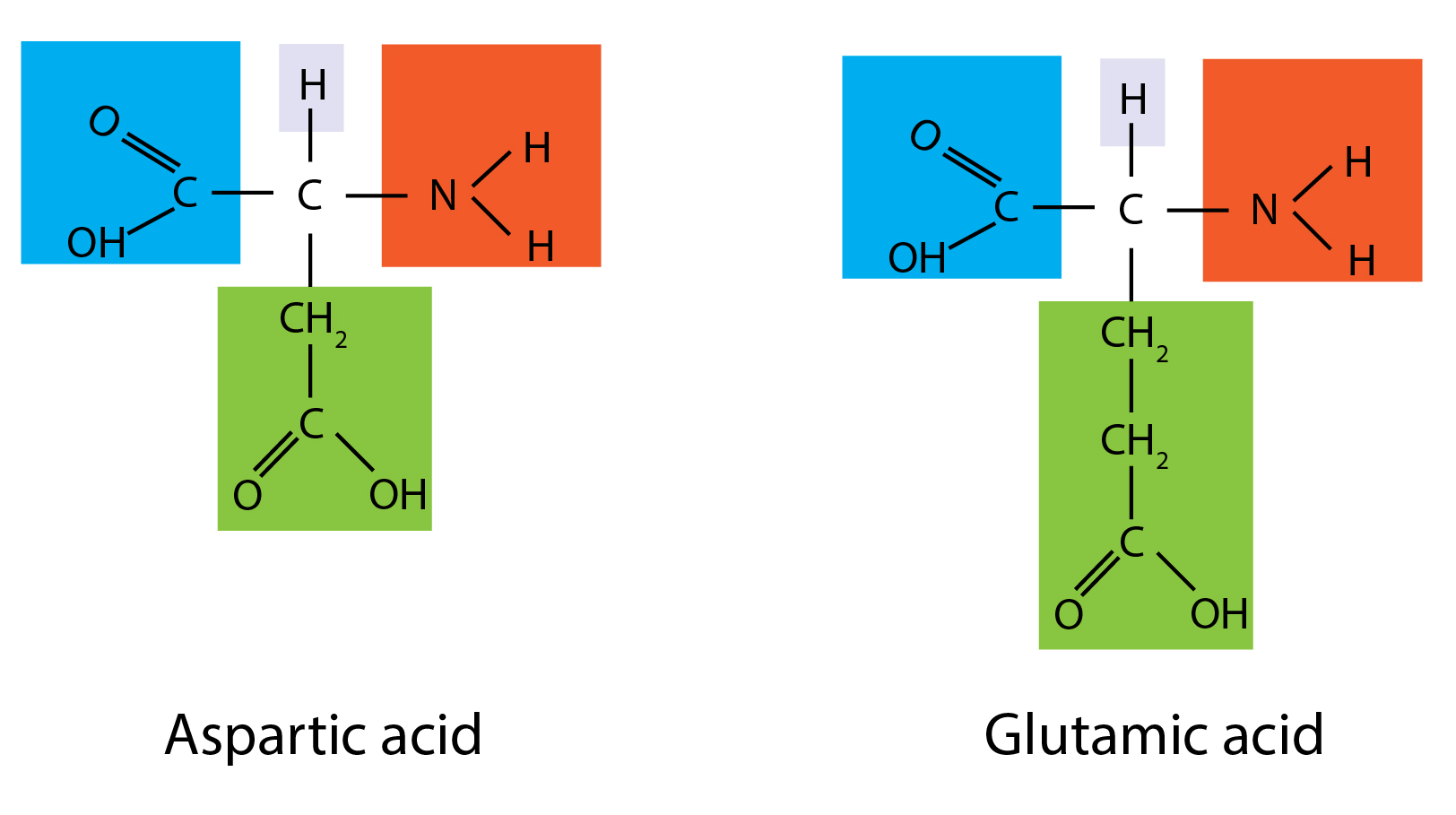 Introduction to proteins in molecular biology GoldBio